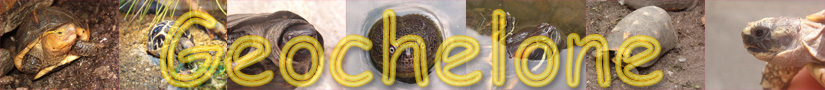 **_Geochelone_**
