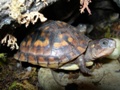 marogo66