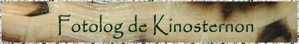 El fotolog de kinosternon