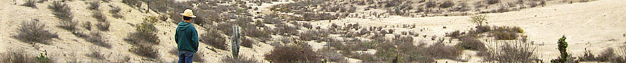  de PazConce (Eriosyce)