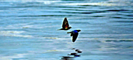 El fotolog de malagascar