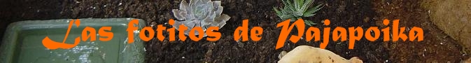 Las Fotitos de Pajapoika