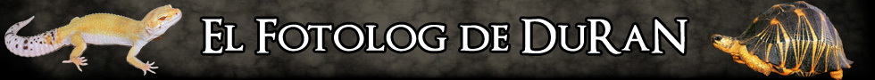 El fotolog de DuRáN